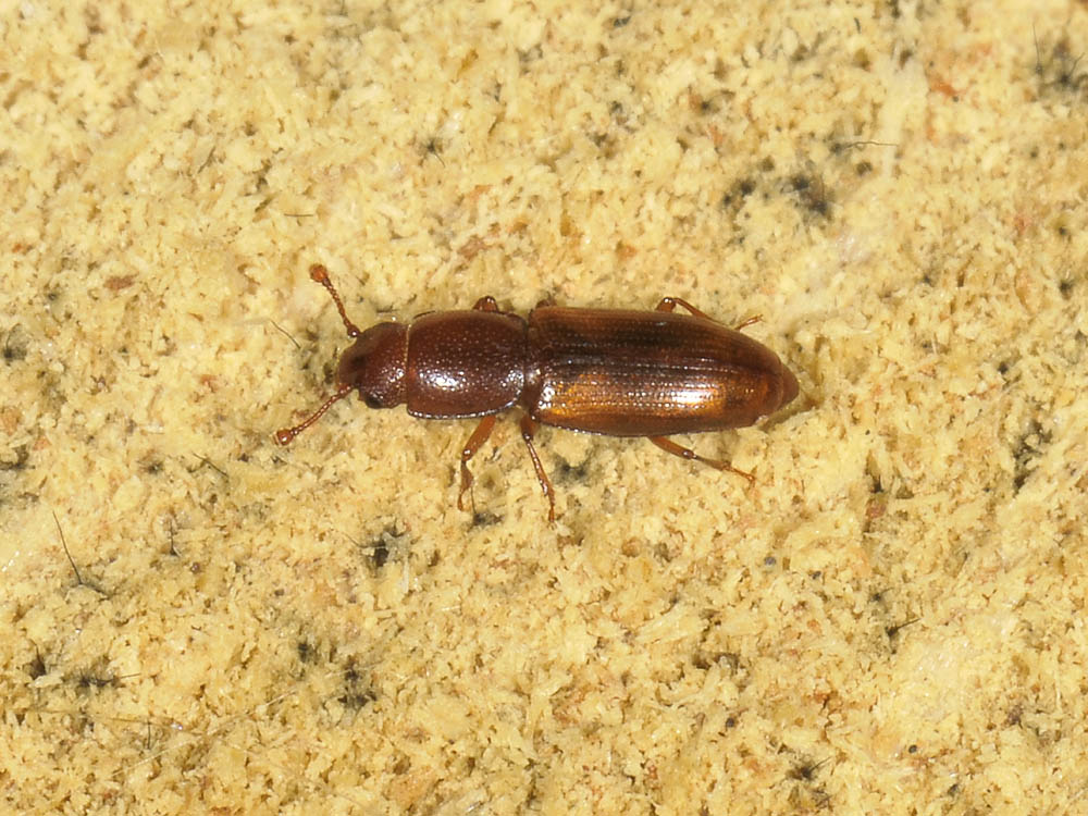 Monotomidae da identificare: Rhizophagus sp.